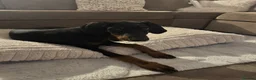 Dobermann dogs for sale: 6 month old girl Doberman  - Advert 5