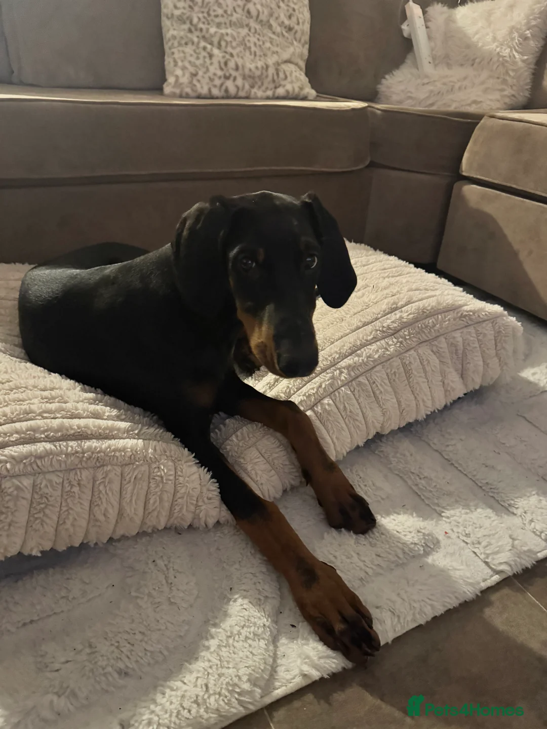 Dobermann dogs for sale: 6 month old girl Doberman  - Advert 5