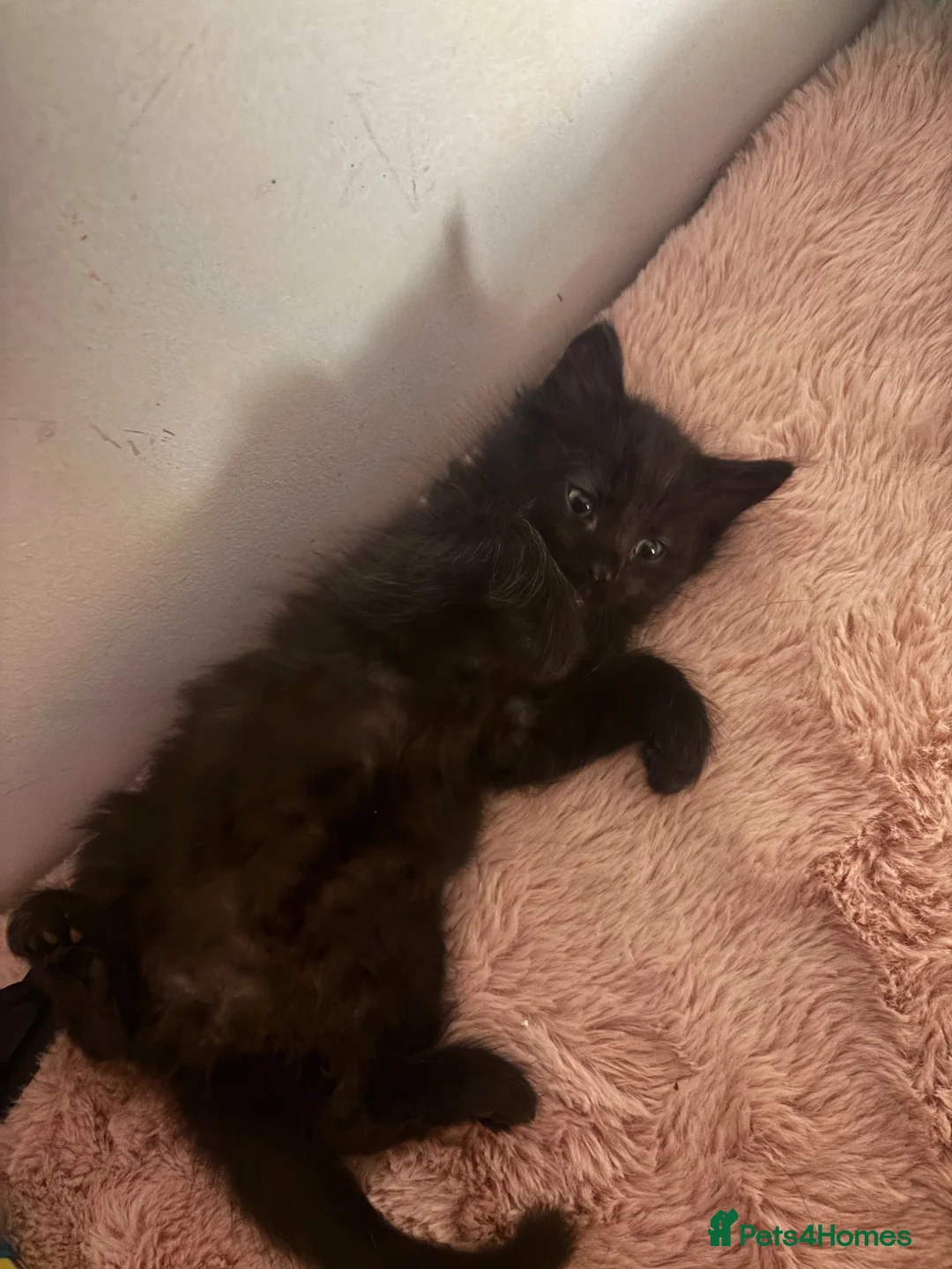 Mixed Breed cats for sale: Lovely kittens looking for homes - Advert 1