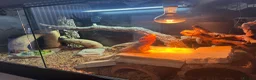 Bearded Dragon reptiles for sale: Leatherback bearded dragon  - Advert 2