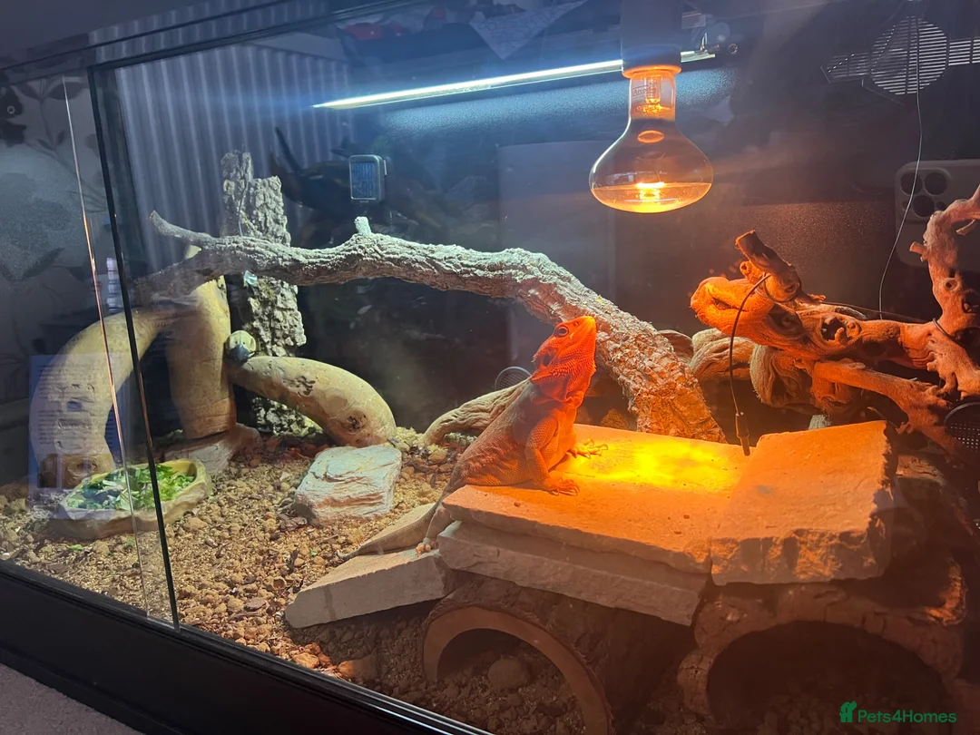 Bearded Dragon reptiles for sale: Leatherback bearded dragon  - Advert 2