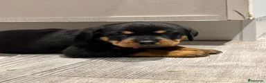 Rottweiler 7