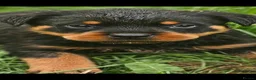 Rottweiler dogs for sale: Puppies - Advert 3