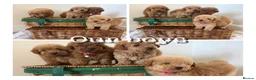 Cavapoo dogs for sale: Luxury small cavapoo - Advert 6