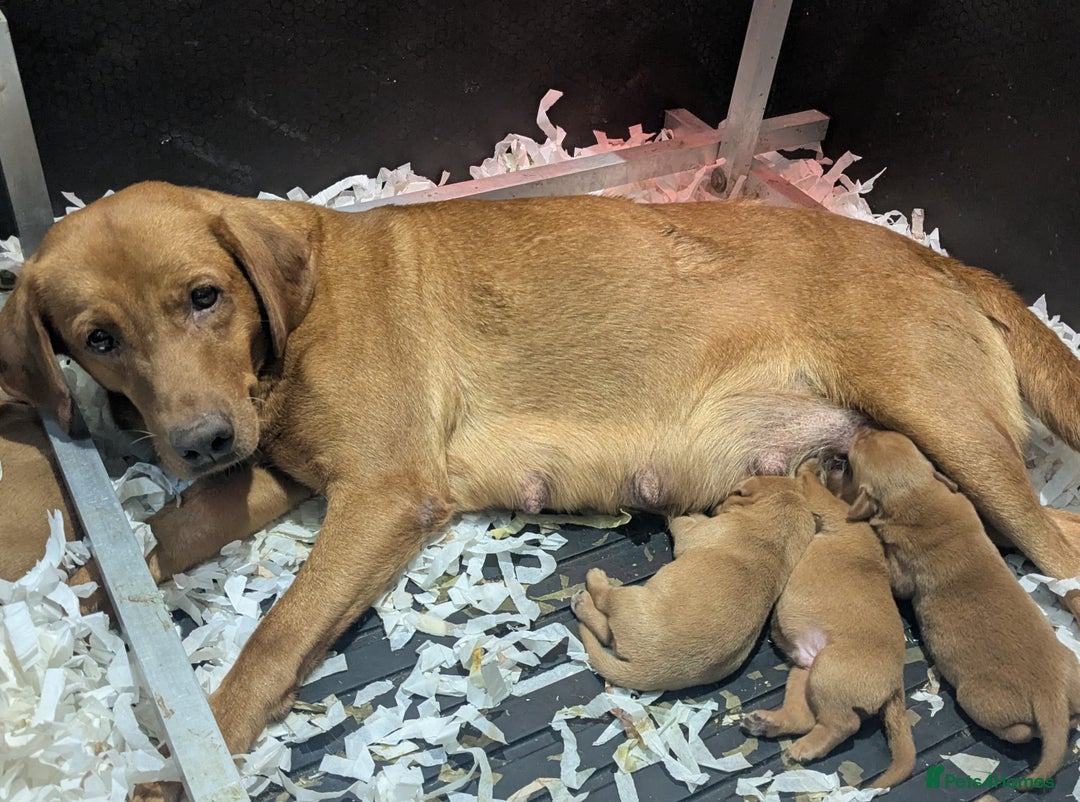 Labrador Retriever dogs for sale: Deep fox red Labrador Puppies,FULLY TESTED PARENTS - Image 2