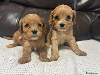 Cavapoo dogs Gorgeous F1 Cavapoo puppies. Health tested parents - Advert 17