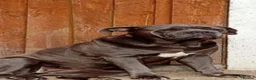 Cane Corso dogs for sale: Cane corso female  in Redhill - Advert 4