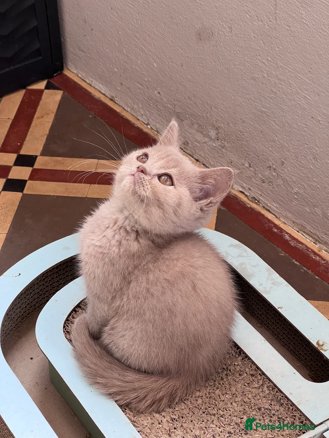 British Shorthair cats for sale: Beautiful Pedigree GCCF Registered - Ready Soon!!  - Advert 2