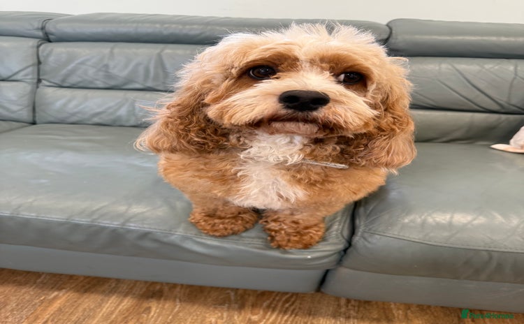Cavapoo dogs - Advert 1
