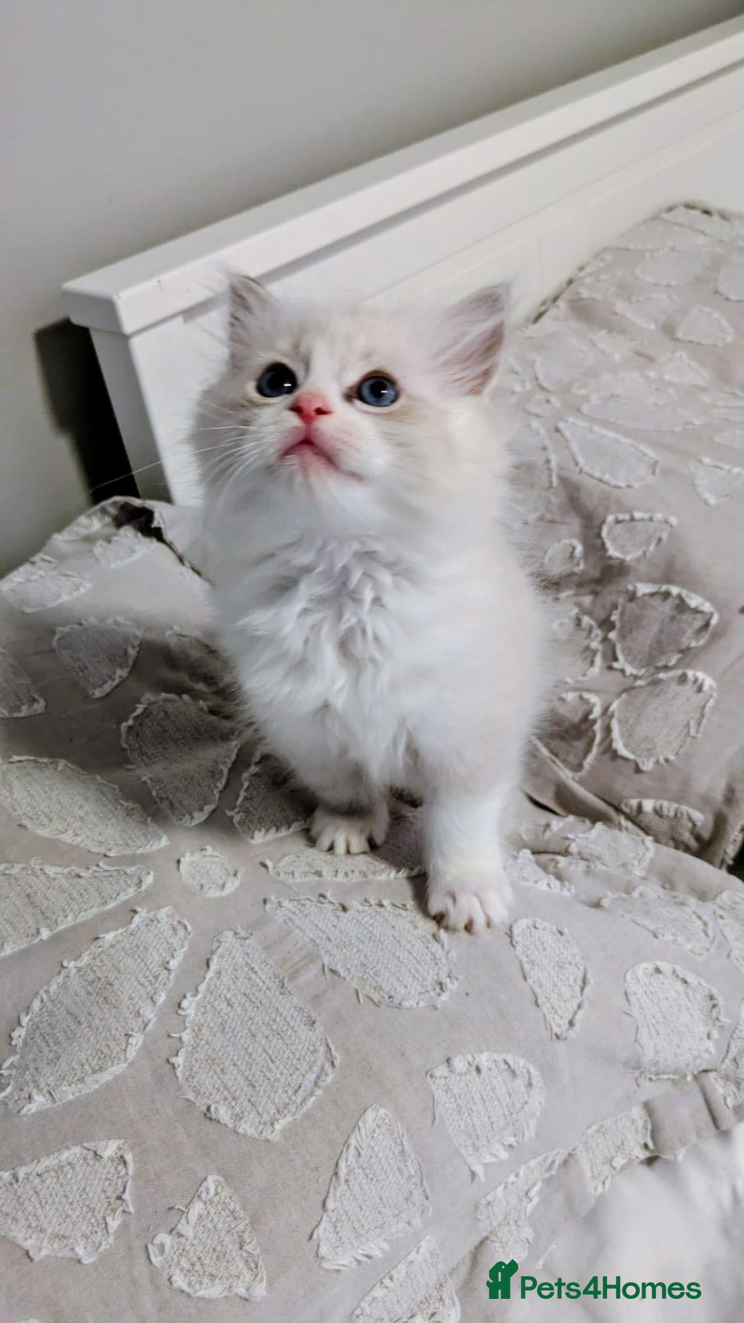 Ragdoll cats TICA Ragdoll Kittens – Blue Bicolour Boys & Girls - Advert 1