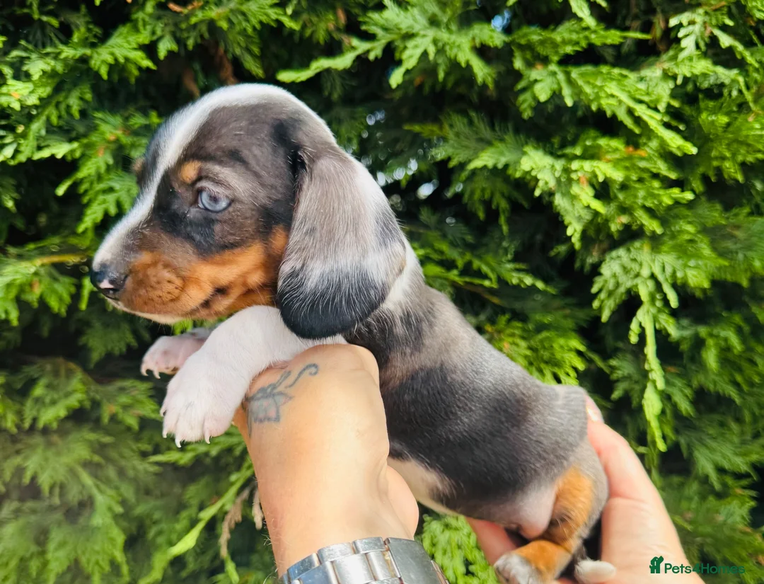 Miniature Dachshund dogs for sale: True to breed these little dachshunds  - Advert 1