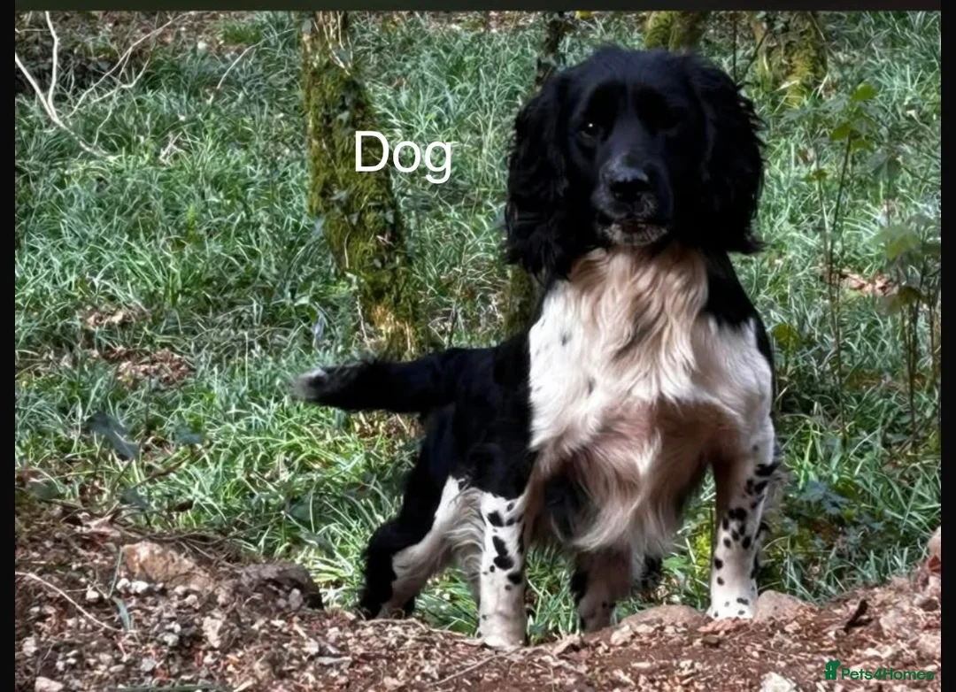 English Springer Spaniel dogs for sale: Stunning KC Reg springer spaniels in South Molton - Advert 2
