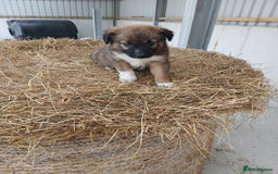 Border Collie dogs for sale: Beautiful long hair puppies  - Image 15