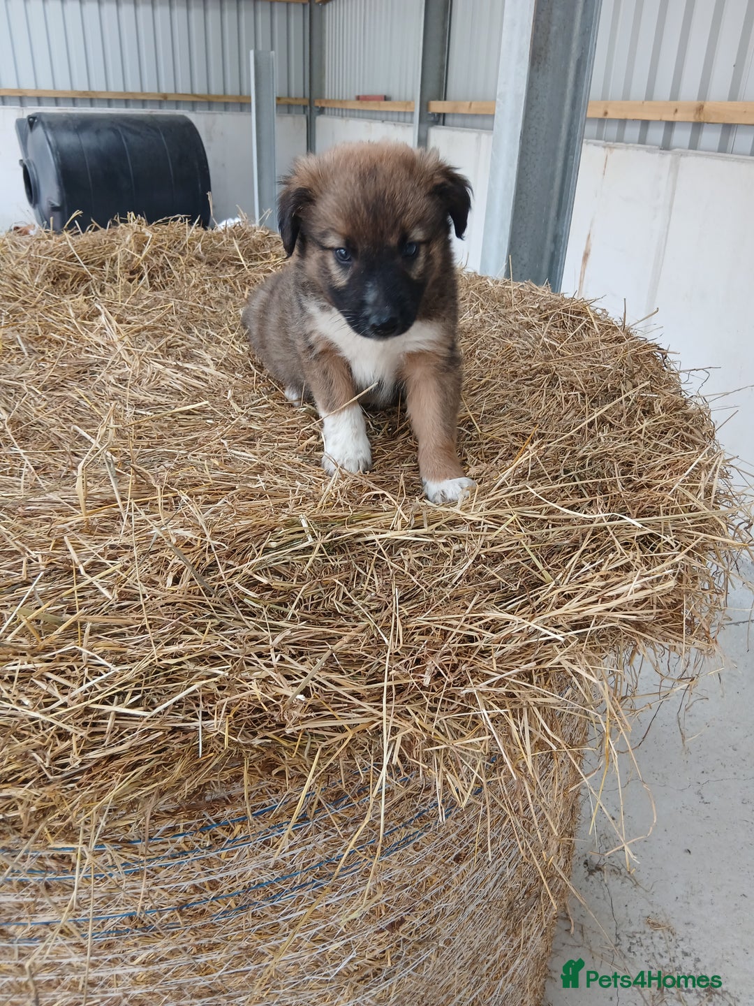 Border Collie dogs for sale: Beautiful long hair puppies  - Image 15