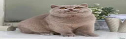 British Shorthair cats for sale: Beautiful British Kittens - Advert 1