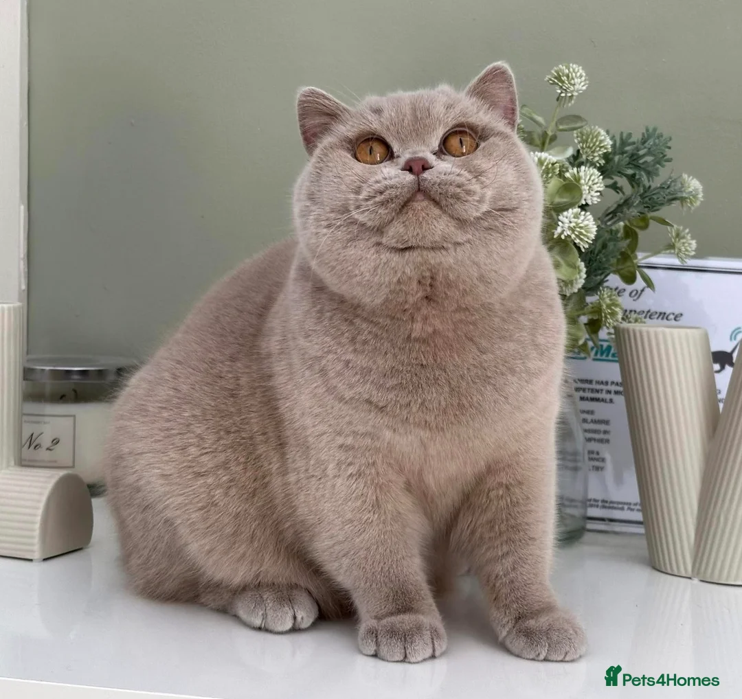 British Shorthair cats for sale: Beautiful British Kittens - Advert 1