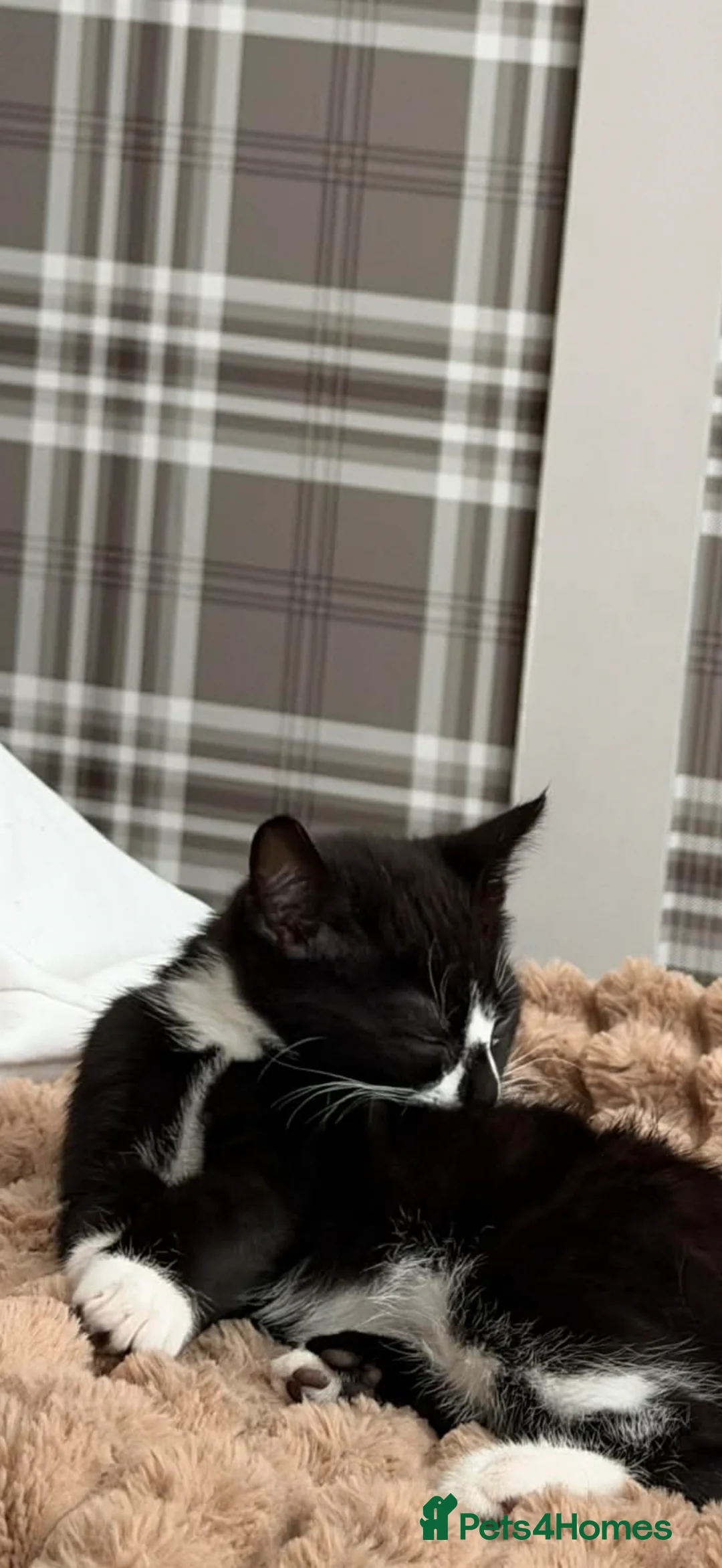 Domestic Shorthair cats for sale: Lily the kitten - Advert 2