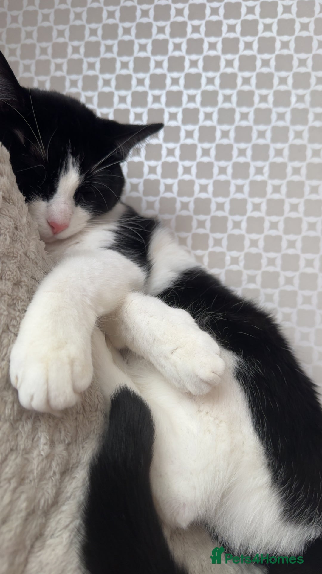 Domestic Shorthair cats for sale: FREE to good and clean home.  - Image 2