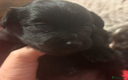 Mixed Breed dogs for sale: Cockeranians - Image 3