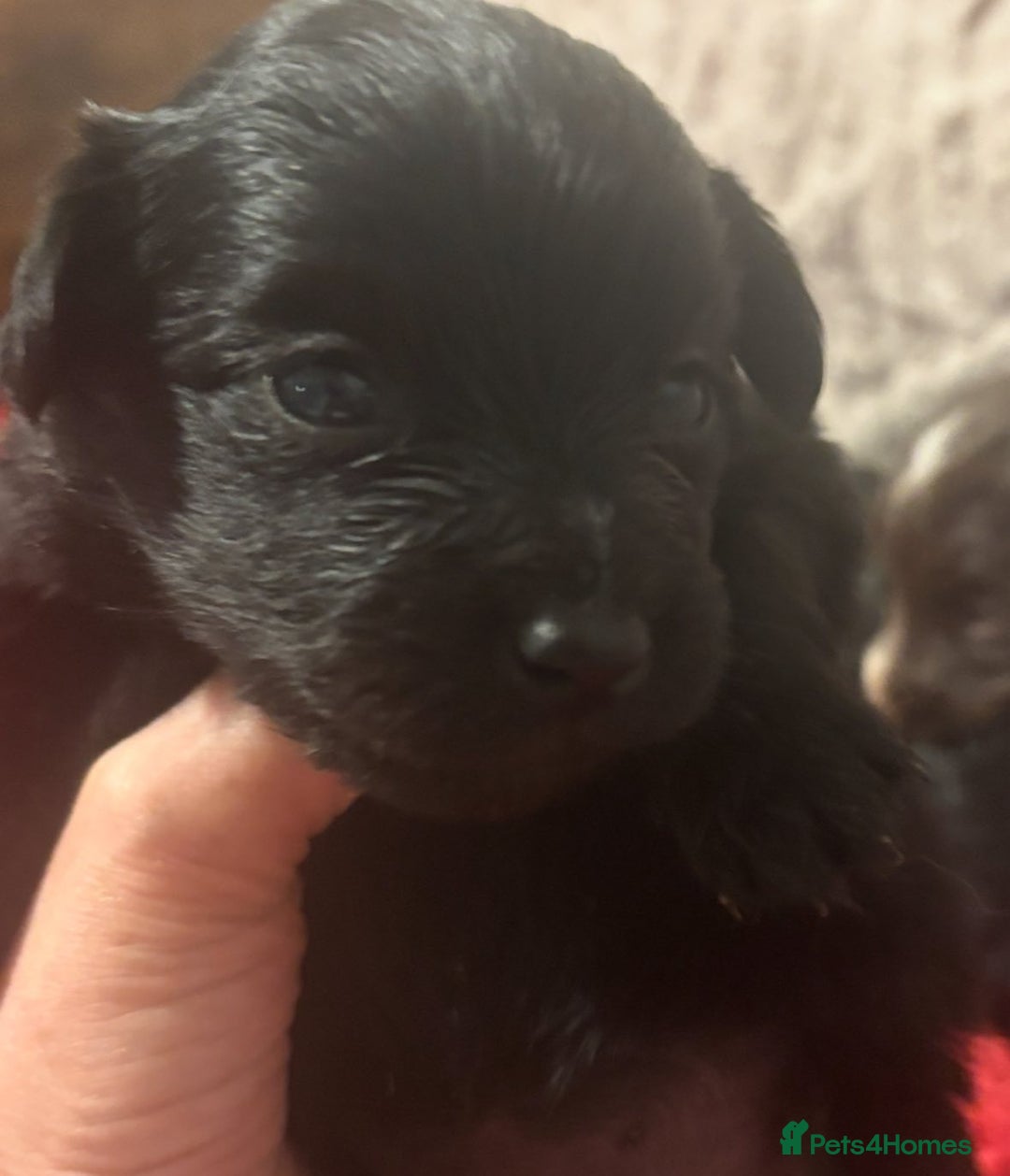 Mixed Breed dogs for sale: Cockeranians - Image 3