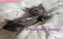 Ragcoon cats for sale: Amazing ragcoon kittens looking for lovely home  - Image 9