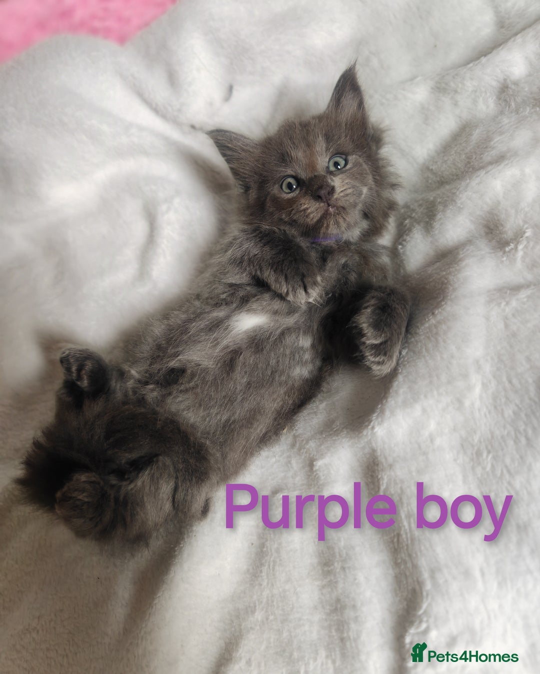 Ragcoon cats for sale: Amazing ragcoon kittens looking for lovely home  - Image 9