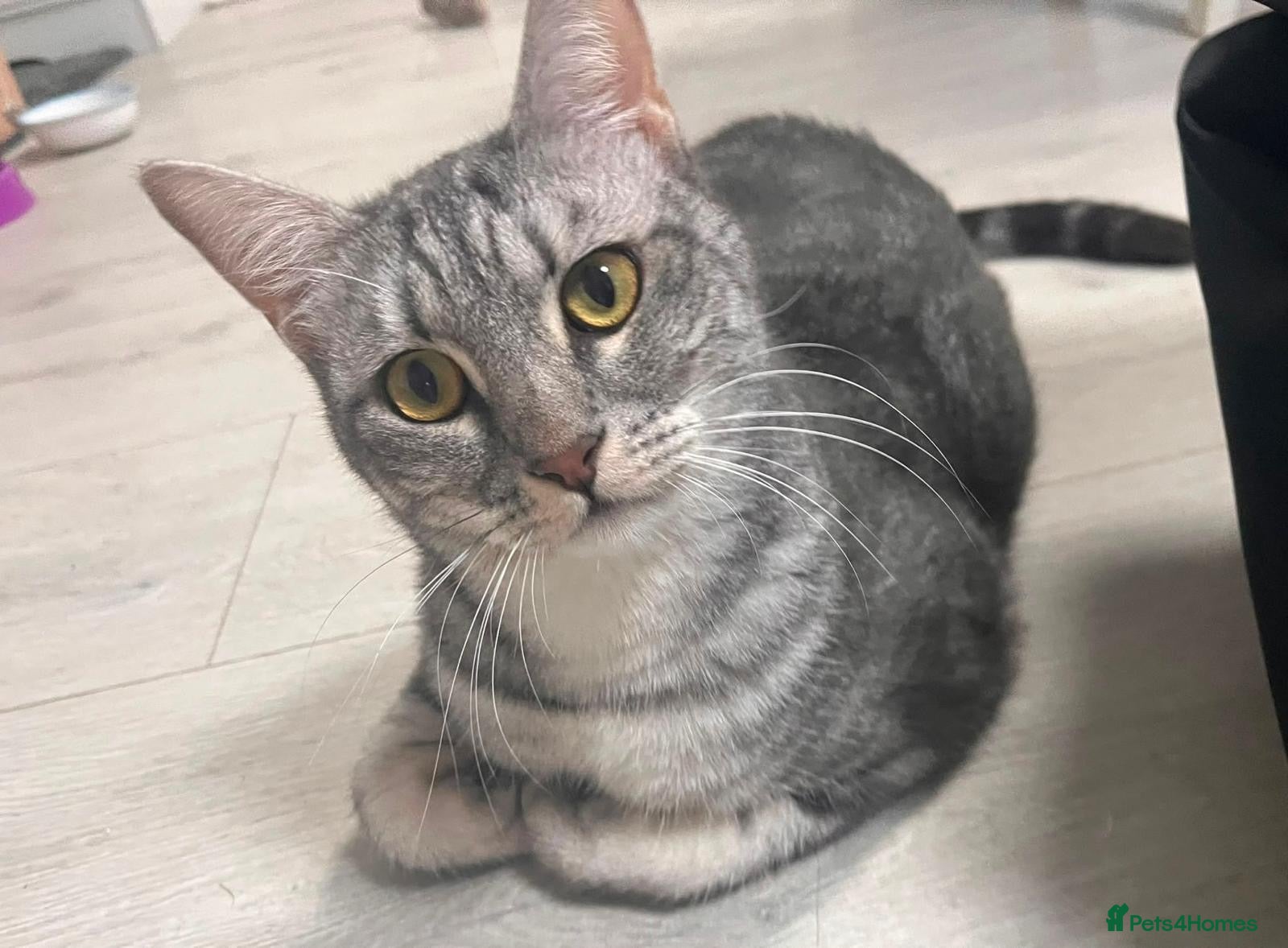 Mixed Breed cats Indoor Rescue Leo - Advert 1