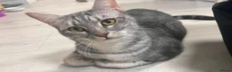 Mixed Breed cats for adoption: Indoor Rescue Leo in St Albans - Advert 1