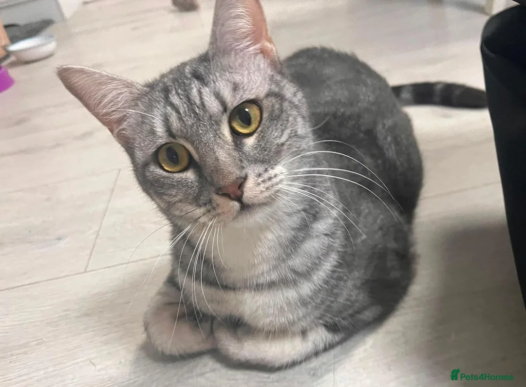 Mixed Breed cats for adoption: Indoor Rescue Leo in St Albans - Advert 1