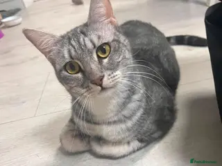Mixed Breed cats Indoor Rescue Leo - Advert 1