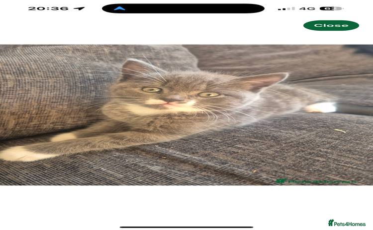 British Shorthair cats - Advert 6