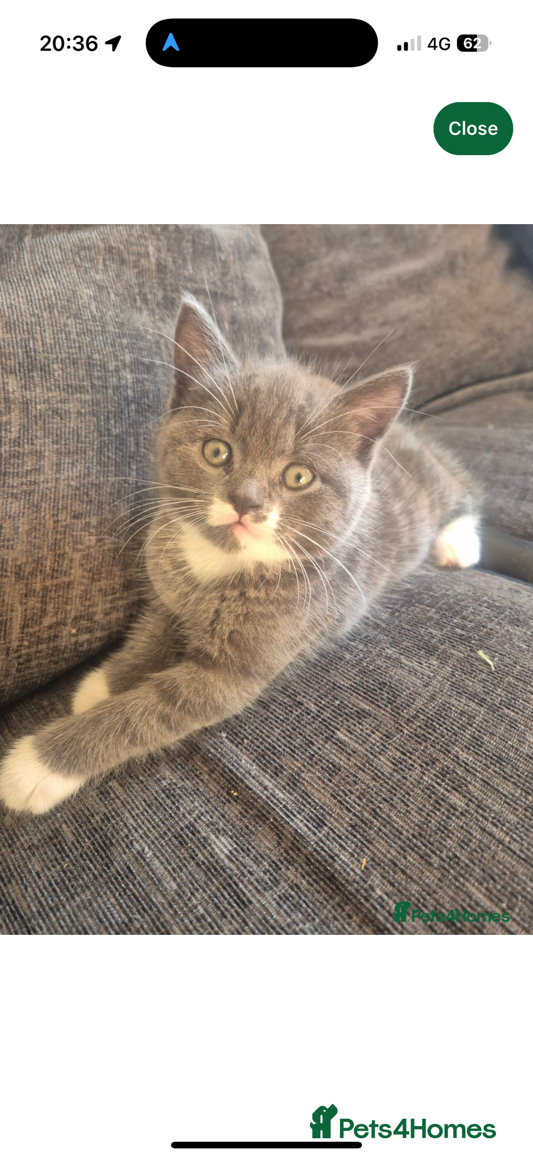 British Shorthair cats for sale: Blue British short hair girl  - Image 1