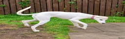Saluki dogs for sale: 3/4 Saluki bitch pup, fantastic linage  - Advert 9