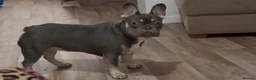 French Bulldog dogs for sale: Full pedigree female French bull dog  - Advert 5