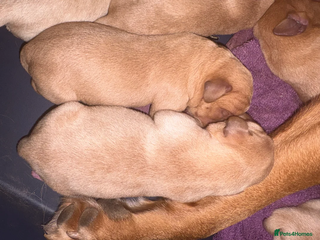 Labrador Retriever dogs for sale: Beautiful Fox Red Pedigree Labradors - Advert 3