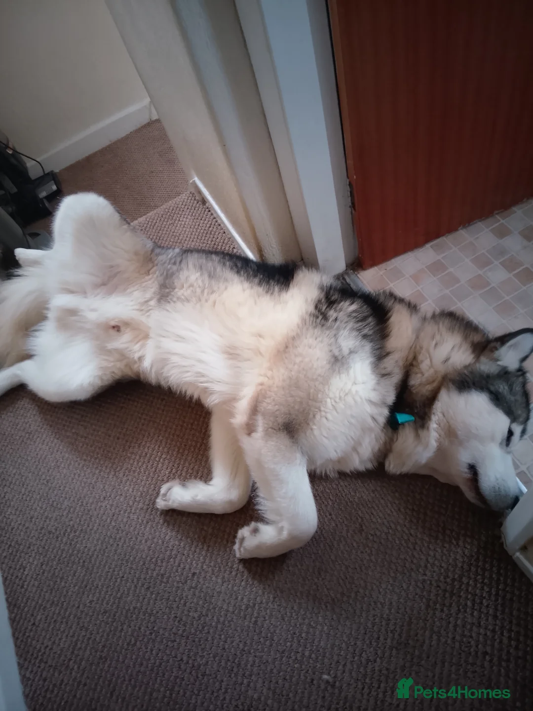 Alaskan Malamute dogs for stud: Tonka - Advert 8