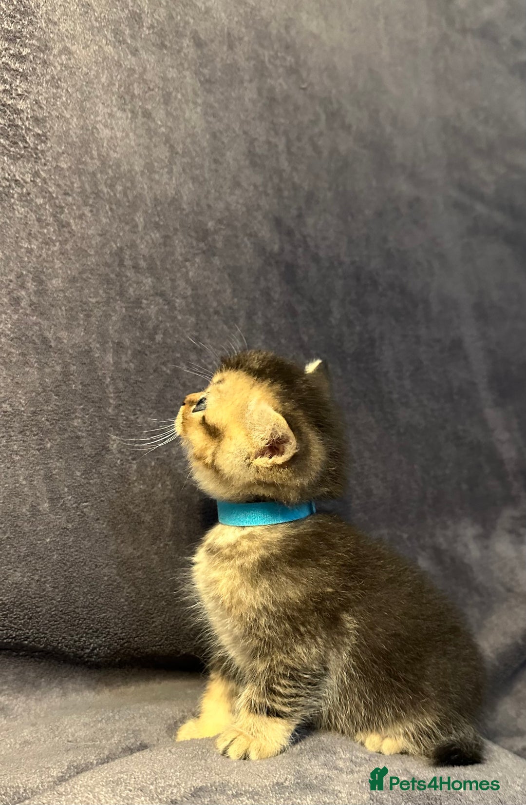 British Shorthair cats for sale: TICA Chunky Golden/Blue Golden BritishSH kittens  - Image 8
