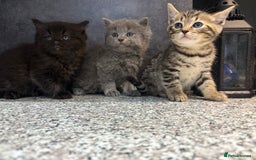 Mixed Breed cats for sale: Ragdoll cross British long hair kittens  - Image 14