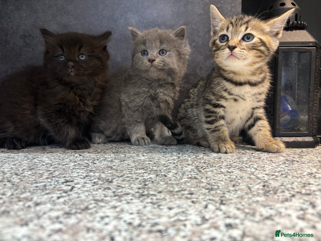 Mixed Breed cats for sale: Ragdoll cross British long hair kittens  - Image 14