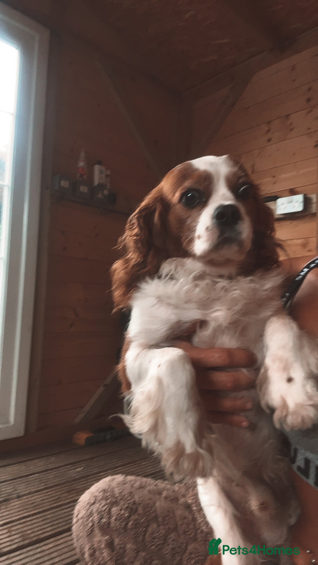 Cavalier King Charles Spaniel dogs for sale: Mixed colour Cavaliers  - Image 14