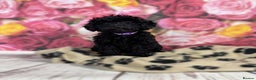 Toy Poodle dogs for sale: Gorgeous Pure-Bred Toy Poodle Pups - Advert 7