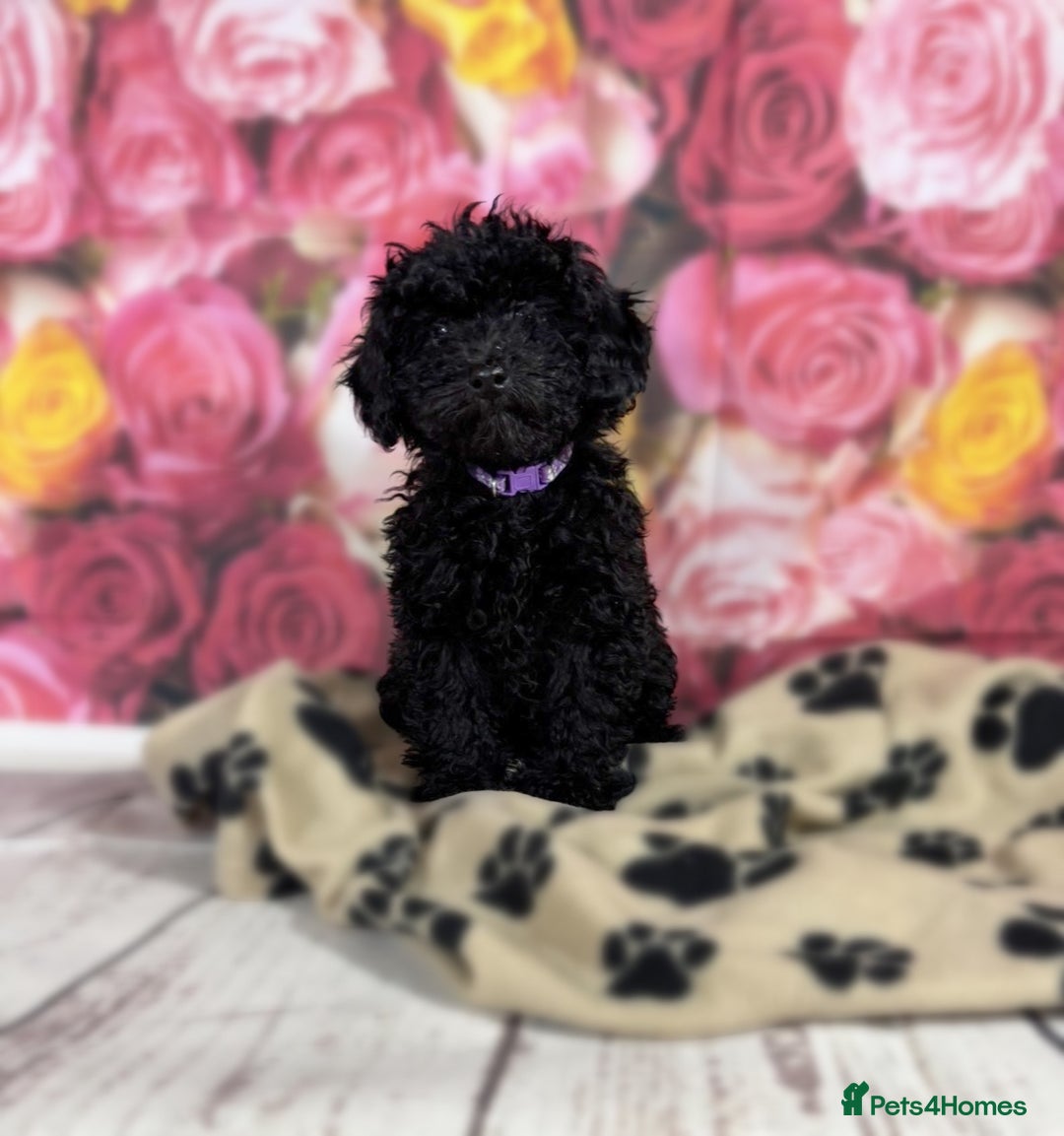 Toy Poodle dogs for sale: Gorgeous Pure-Bred Toy Poodle Pups - Advert 7