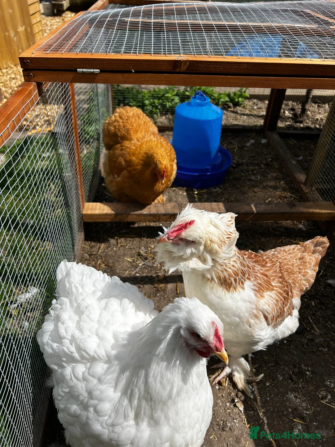 Chickens poultry for sale: 3 point of lay hens  - Advert 1