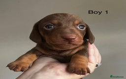 Miniature Dachshund dogs for sale: Miniature Dachshunds  - Image 4