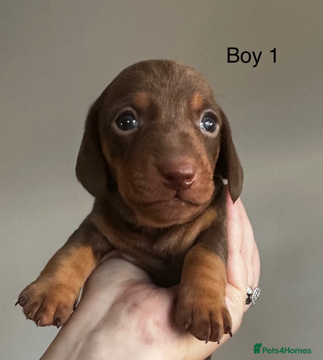 Miniature Dachshund dogs for sale: Miniature Dachshunds  - Image 4