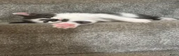 Mixed Breed cats for sale: 2 female kittens  - Advert 4