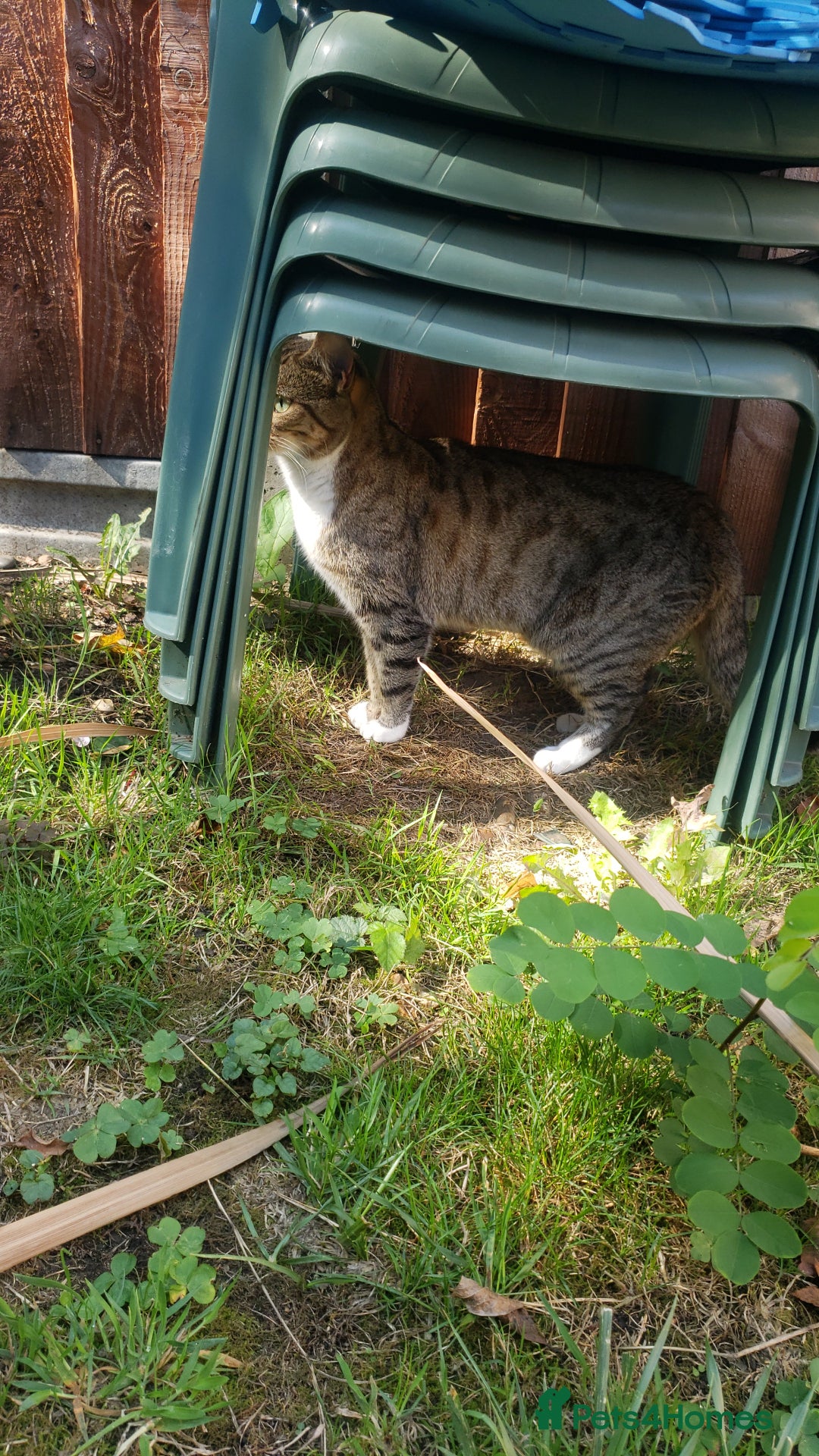 Bengal cats for sale: Two loving Bengal Mix Sisters - Image 4