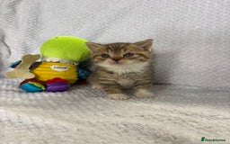 British Shorthair cats for sale: Gorgeous British shorthairs - Image 23