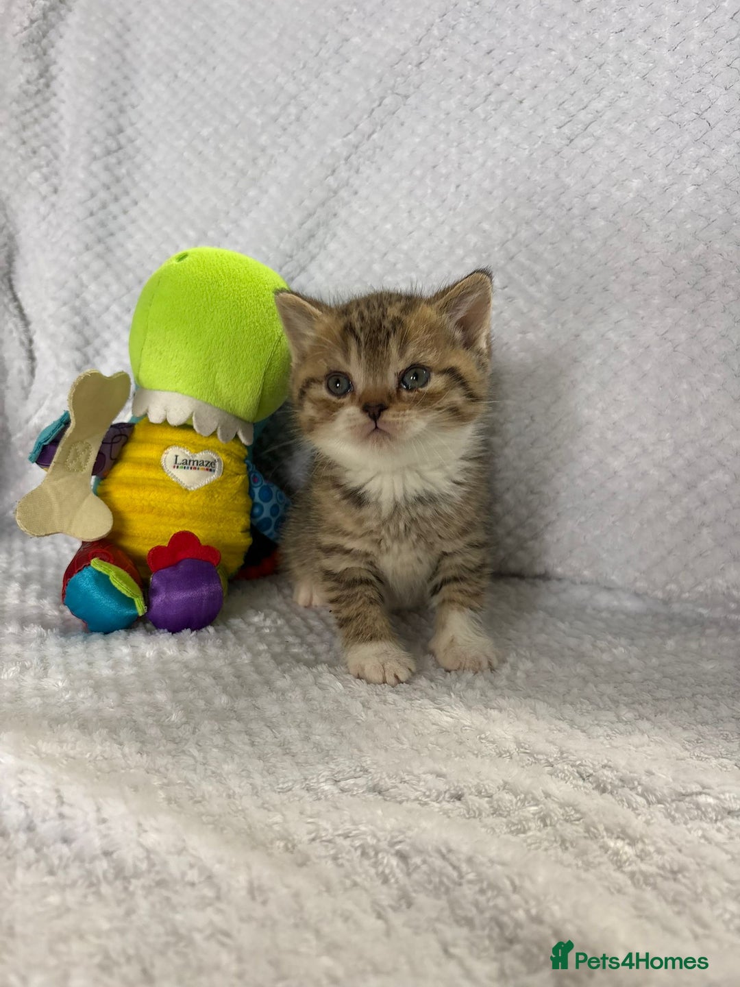 British Shorthair cats for sale: Gorgeous British shorthairs - Image 23