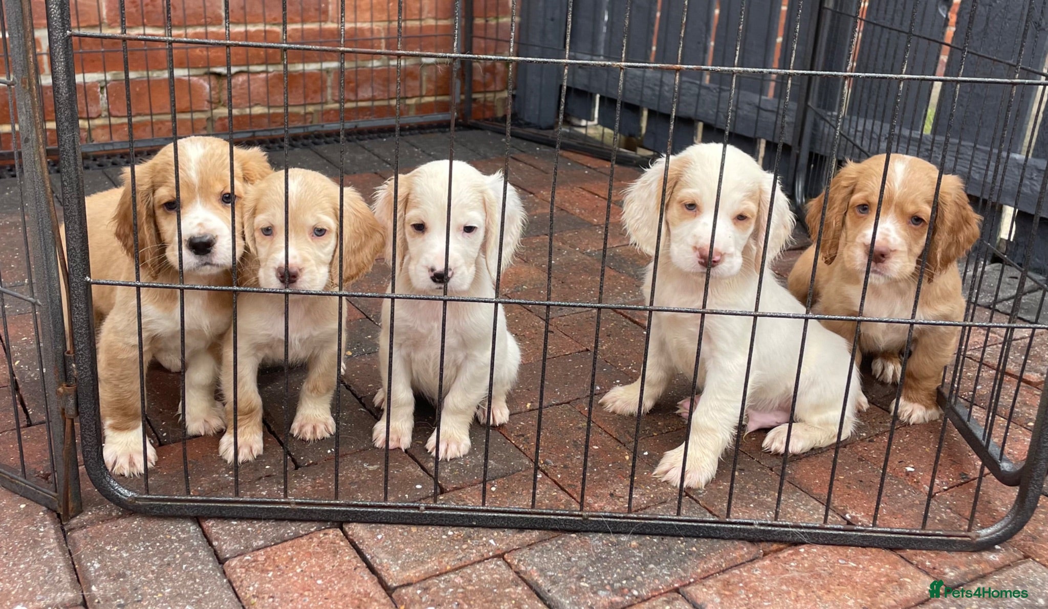 Clumber Spaniel dogs Health Tested Working Cocker x Clumber Puppies - Advert 1